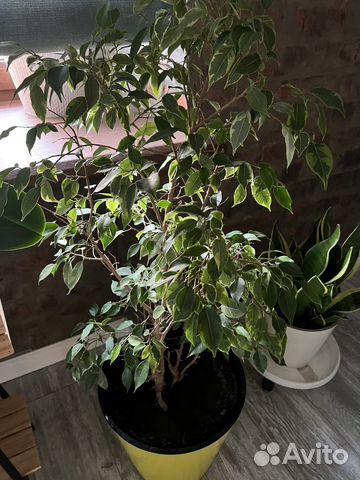 Фикус бенджамина