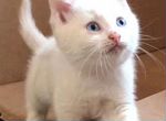 Глухой, игривый, белый котёнок ищет дом