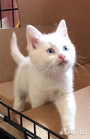 Глухой, игривый, белый котёнок ищет дом объявление продам