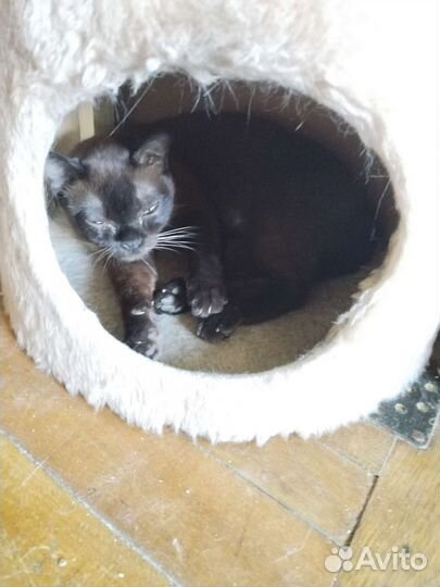 Передержка кошечек и котиков на дому