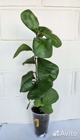 Фикус Треугольный Кокетка (Триангулярис)