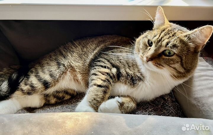 Ласковый Красавчик