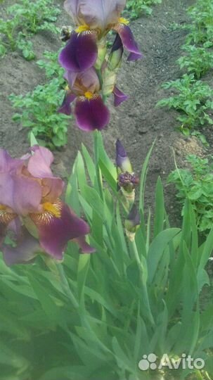 Ирисы