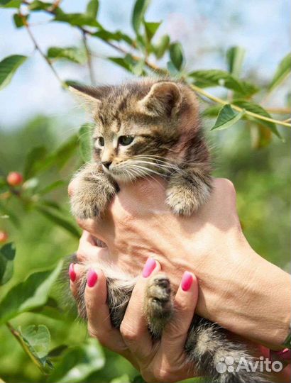 Котенок девочка 2,5мес