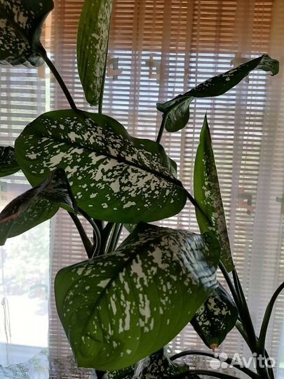 Диффенбахия