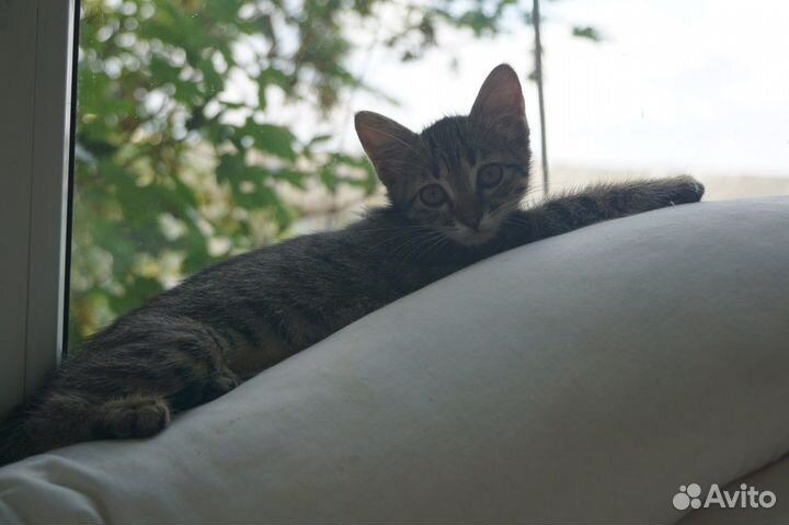 Котята из приюта