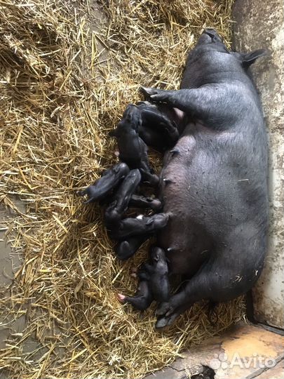 Вьетнамские вислобрюхие поросята