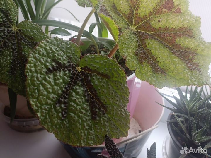 Комнатные цветы