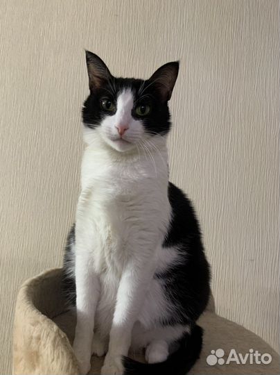 Чудо -кошка в добрые руки