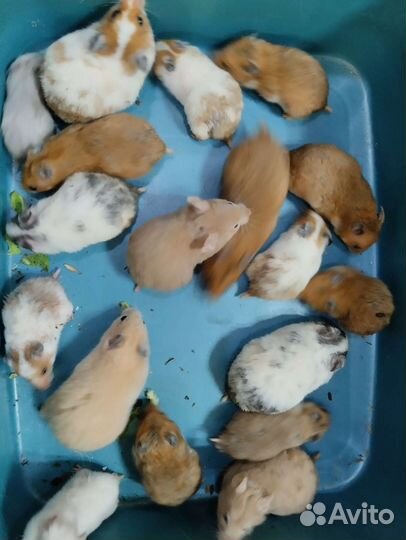 Сирийчата малыши и подростки на подарки