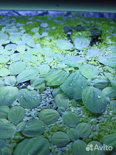 Аквариумные растения (прополка)