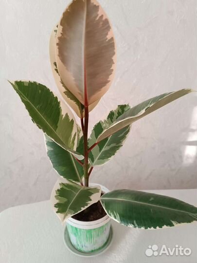 Фикус пятнистый