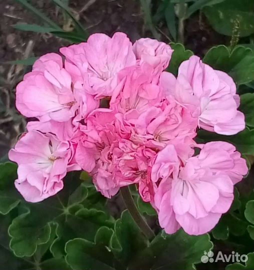 Пеларгония сортовая Оденсио Блэк Мамба