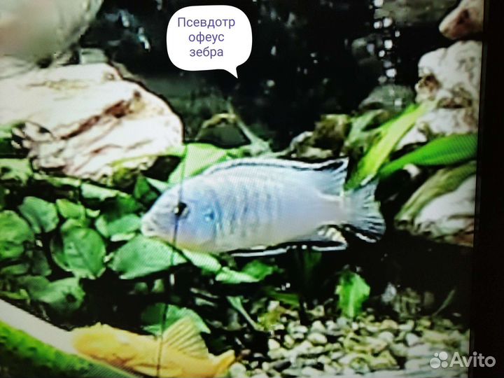 Аквариумные рыбки цихлиды