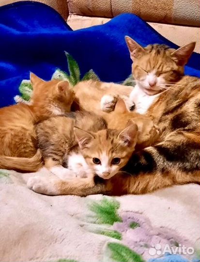 Котята в добрые руки