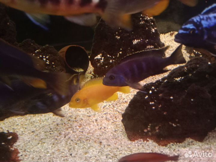 Аквариум +тумба