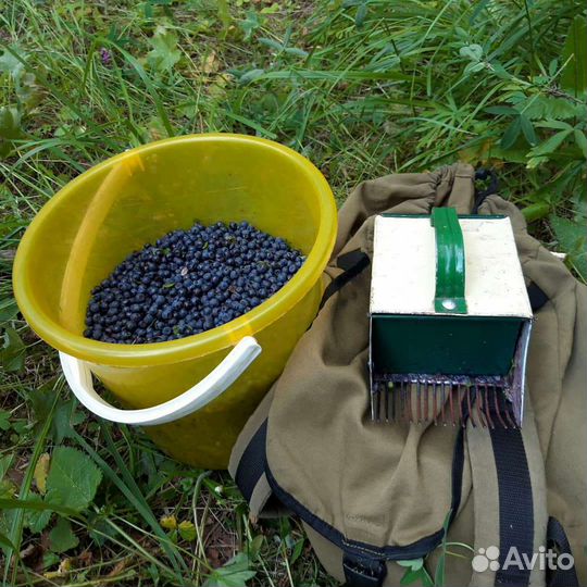Черника свежая