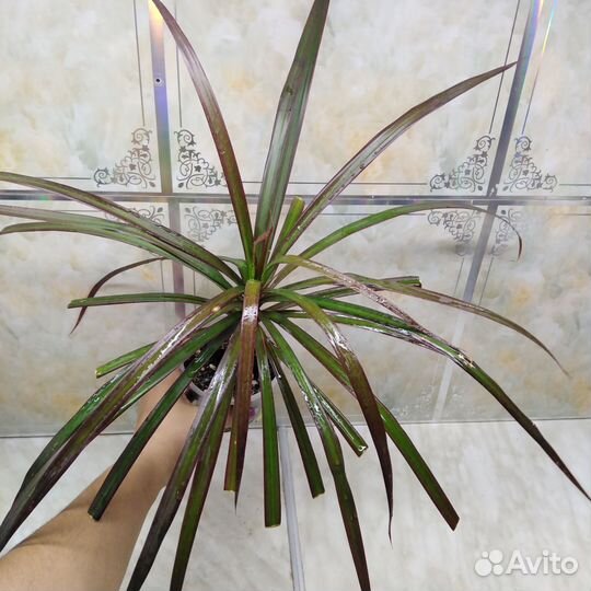 Комнатные цветы Сортовые