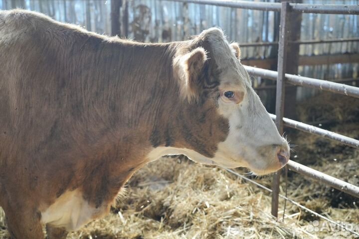 Коровы герефордской породы класса класса элита и э