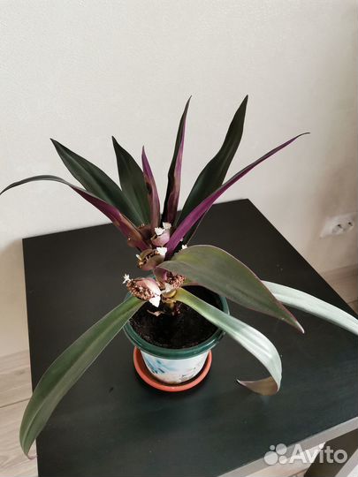 Традесканция рео