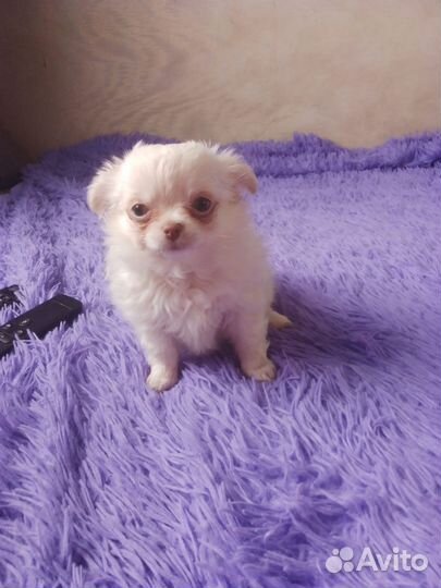 Чихуахуа мини