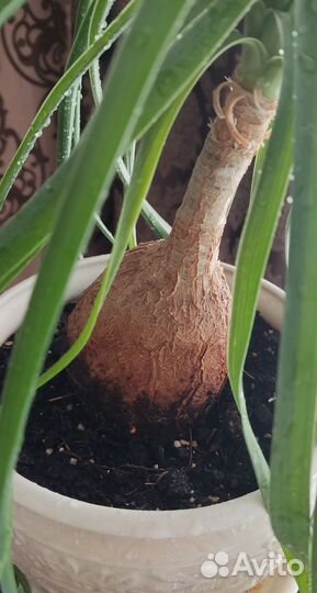 Бокарнея, бамбук, фикусы