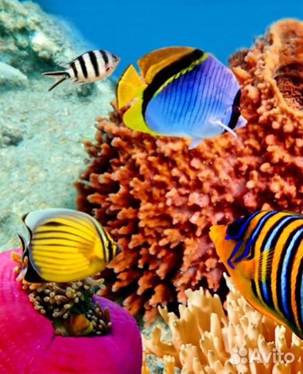 Египет из Калининграда