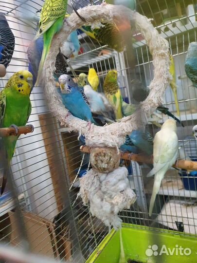 Волнистый попугай самка самец