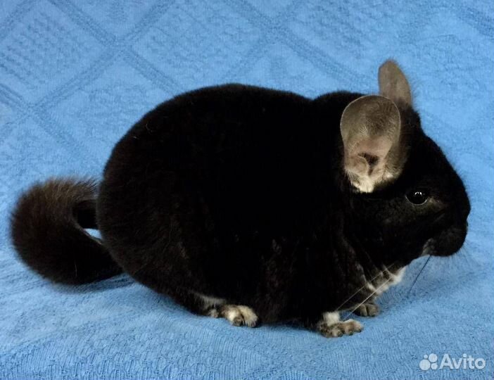 Шиншилла Черная