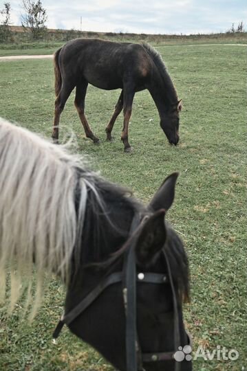 Фотосъёмка с лошадью