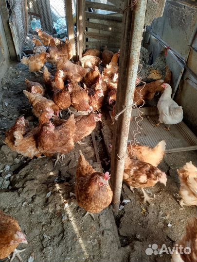 Куры несушки