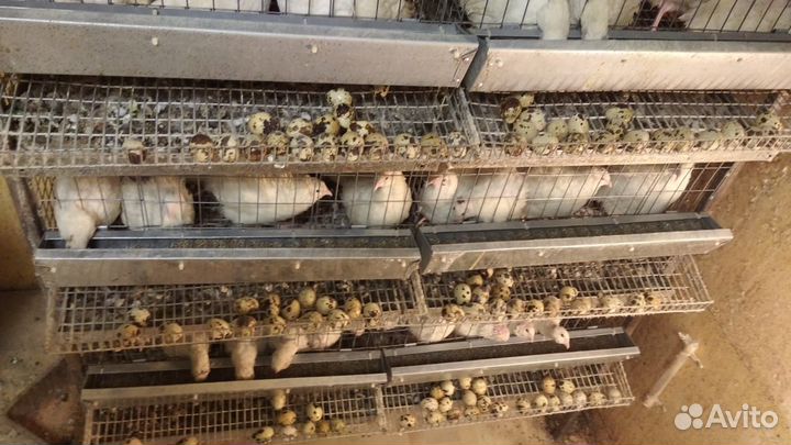 Инкубационное яйцо перепелов