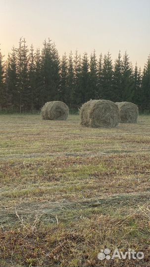 Сено в тюках