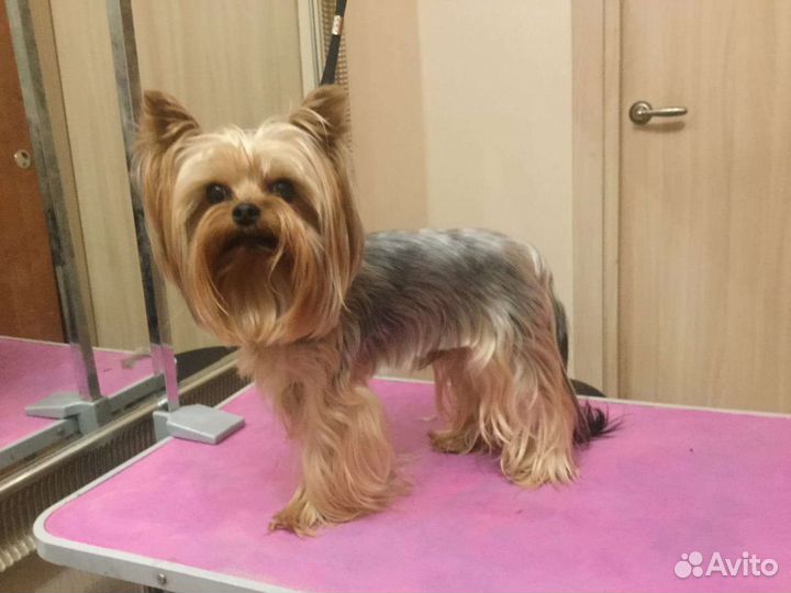 Груминг стрижка собак