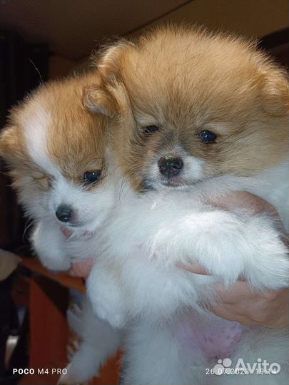 Щенки шпица мини