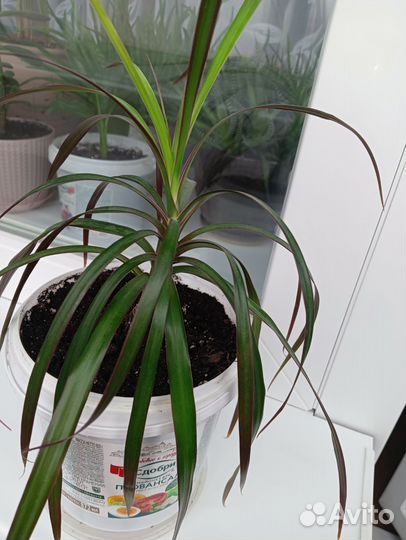 Драцена Маргината-пальма (отросток) в ведерке