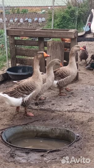 Семья Гусей