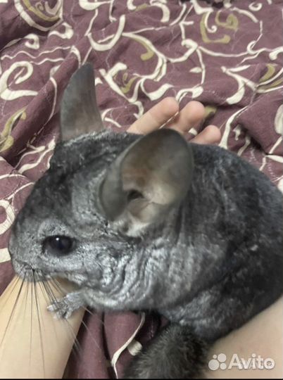 Шиншилла девочка