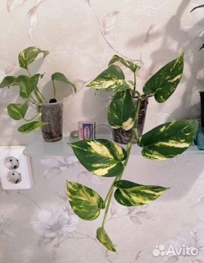 Сциндапсусы, кактус