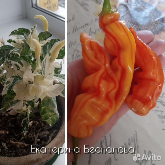 Коллекционный сортовой перец