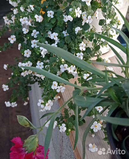 Бакопа вегетативная, черенки