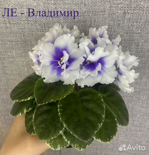 Сортовые фиалки