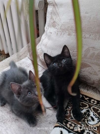 Чёрный котик 2 месяца