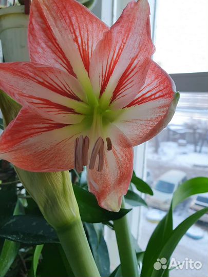 Гиппиаструм