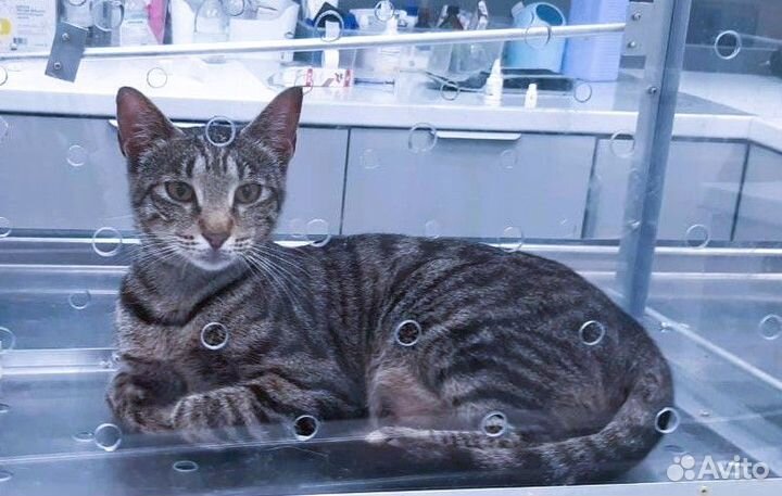 Тигруше очень нужен дом