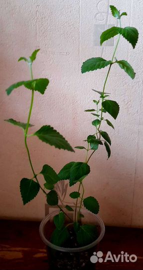 Лантана Камара