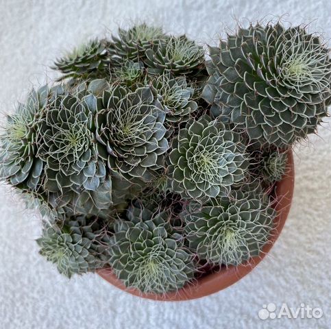 Суккулент Граптопелатум