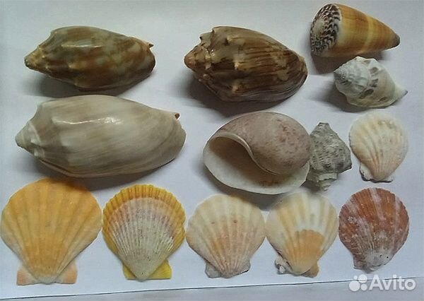 Много ракушек одним лотом.(все на 4х фото)
