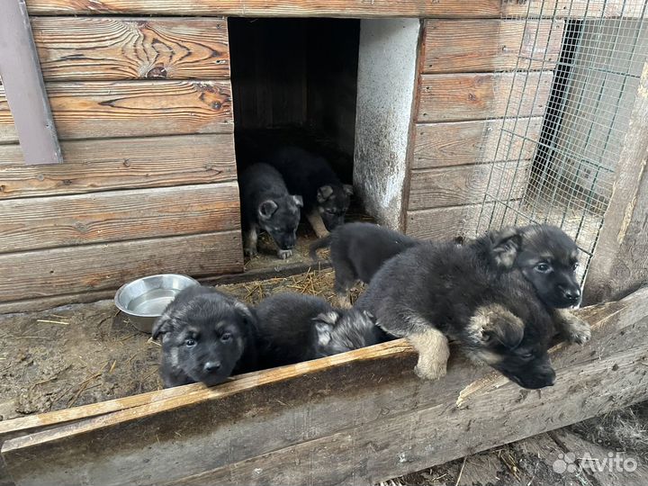 Щенки восточноевропейской овчарки