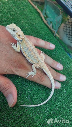 Бородатые агамы, Эублефары